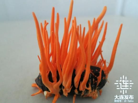蛹虫草种植技术