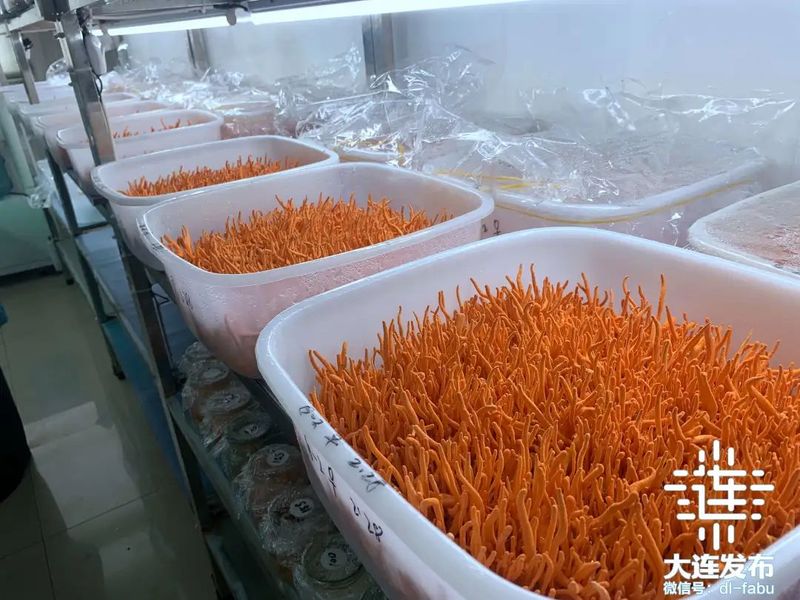 蛹虫草种植技术