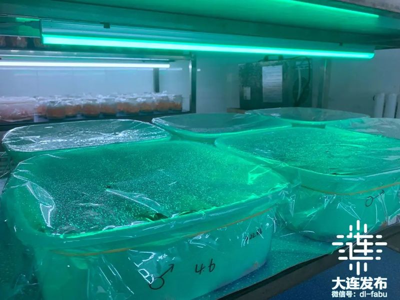 蛹虫草种植技术