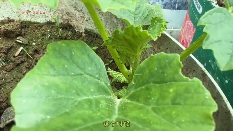 A video of melon planting technology in cold sheds