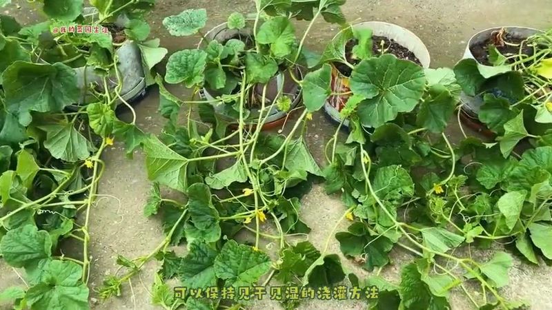 A video of melon planting technology in cold sheds