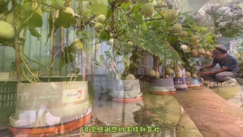 A video of melon planting technology in cold sheds