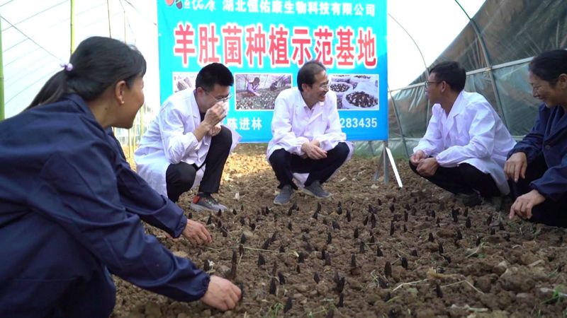 羊肚菌种植技术过程中