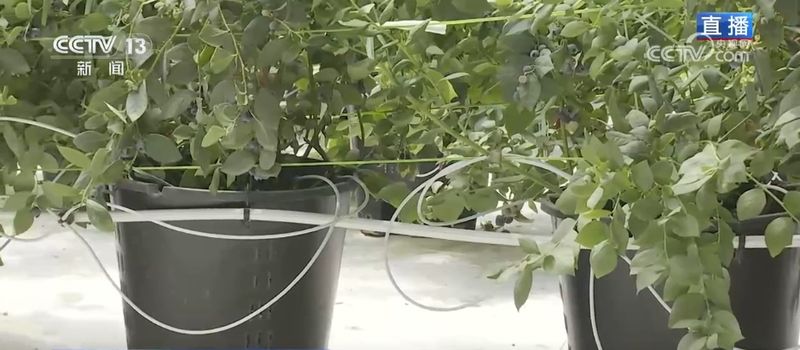 地膜种植技术