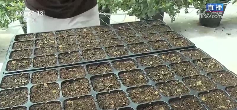 地膜种植技术