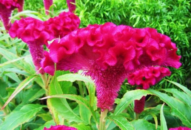 Chicken crown gardening methods