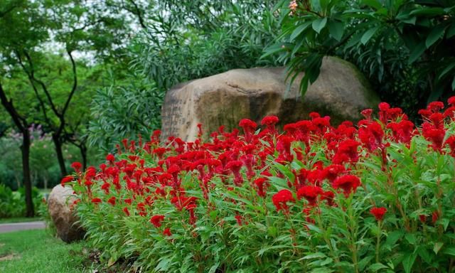 Chicken crown gardening methods