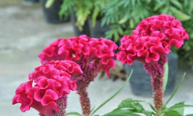 Chicken crown gardening methods