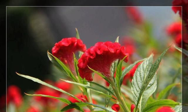 Chicken crown gardening methods