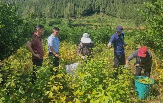 Fruit tree harvesting