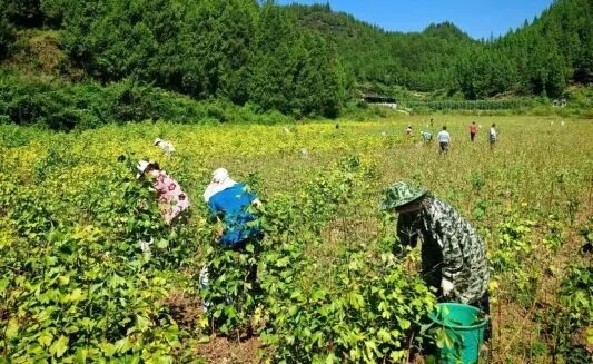 Fruit tree harvesting