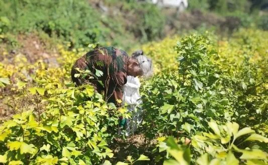 Fruit tree harvesting