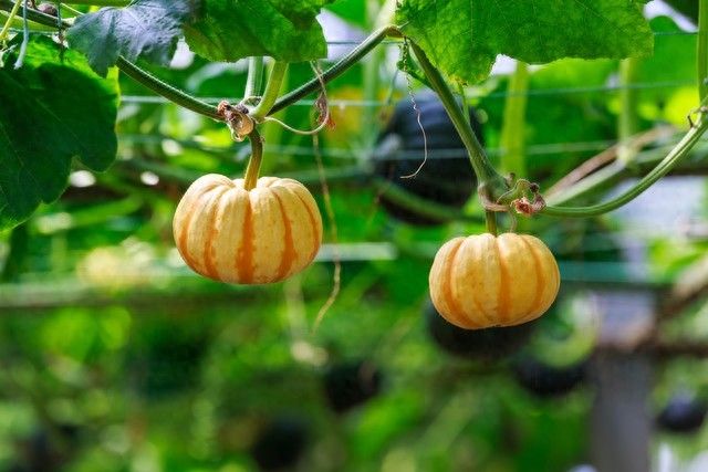 Membrane cultivation techniques