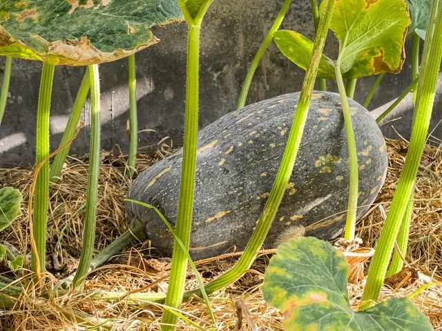 Membrane cultivation techniques