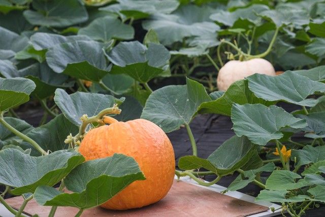 Membrane cultivation techniques