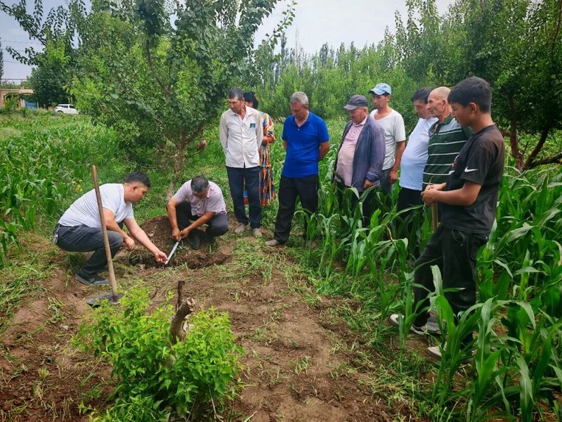 Fruit tree harvesting