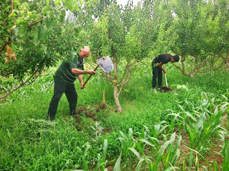 Fruit tree harvesting