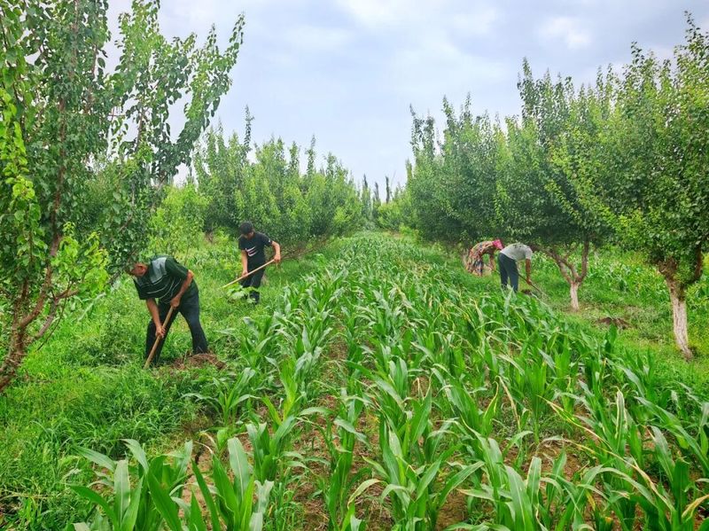 Fruit tree harvesting