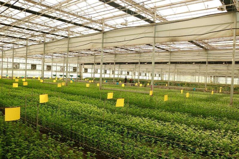 Vegetable growing techniques in greenhouses