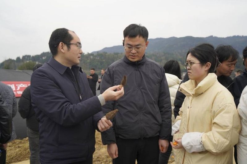 In the course of the sheep's belly cultivation