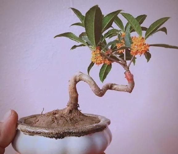 Quincy tree planting technique