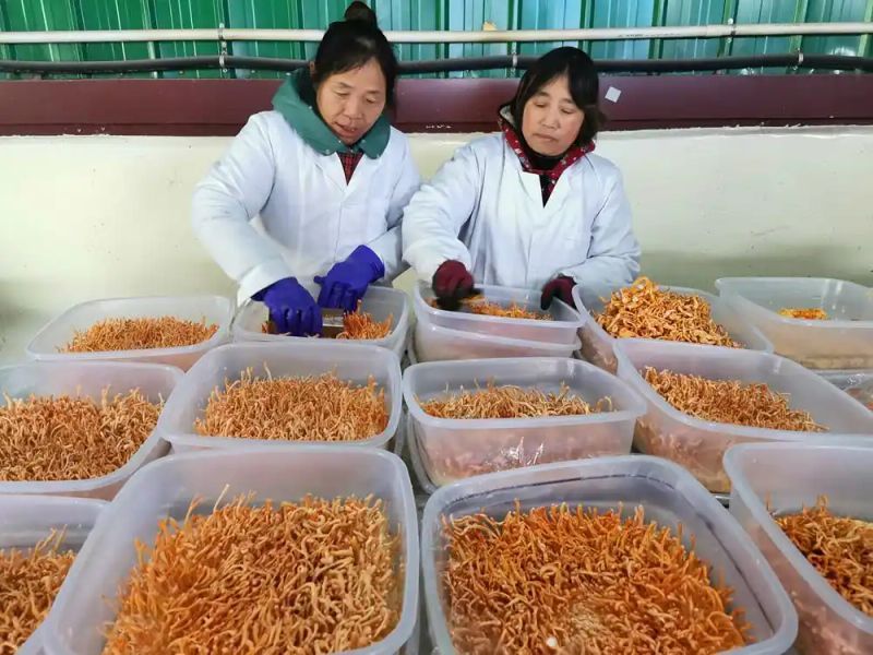 Aphid grass cultivation technology