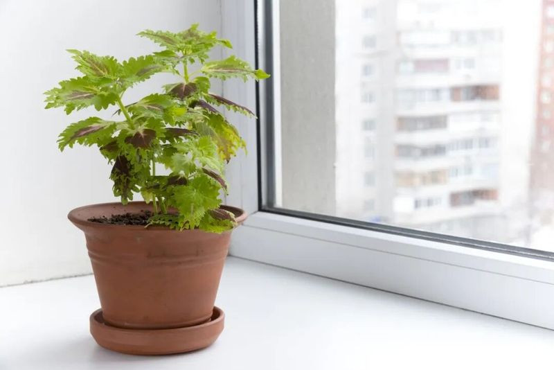 彩叶草的种植方法