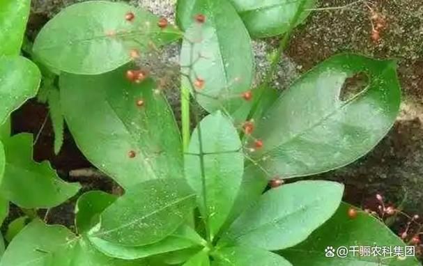 地参种植技术