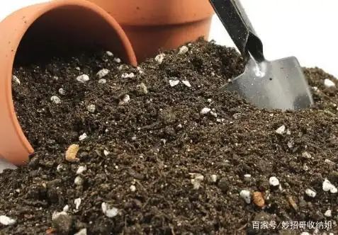 Plant cucumber cultivation techniques