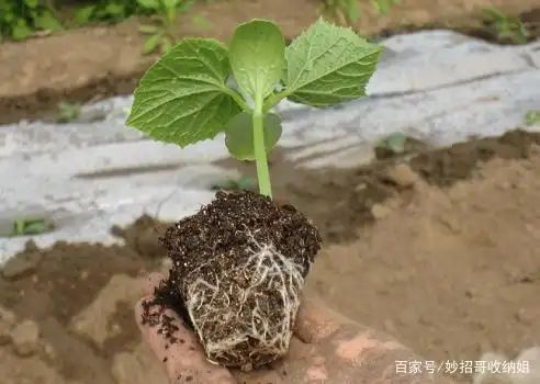 Plant cucumber cultivation techniques