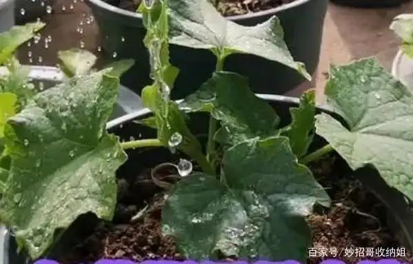 Plant cucumber cultivation techniques