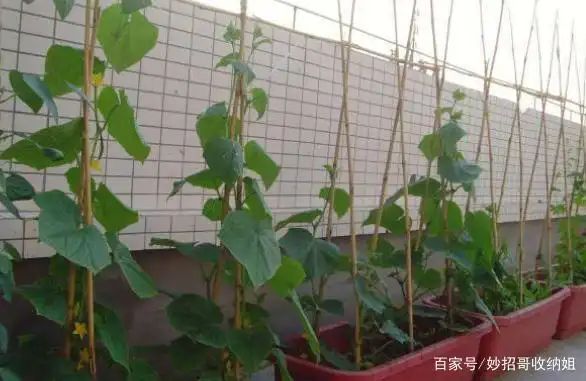 Plant cucumber cultivation techniques