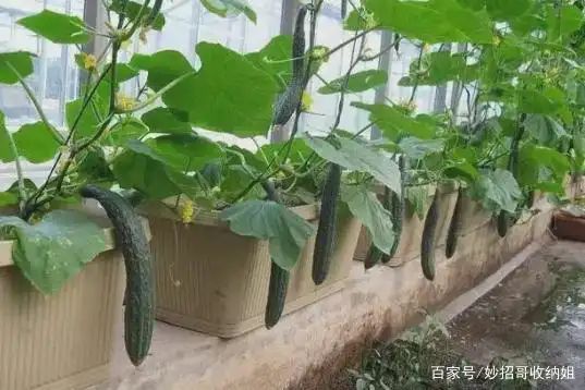 Plant cucumber cultivation techniques