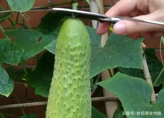 Plant cucumber cultivation techniques