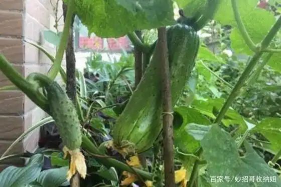 Plant cucumber cultivation techniques