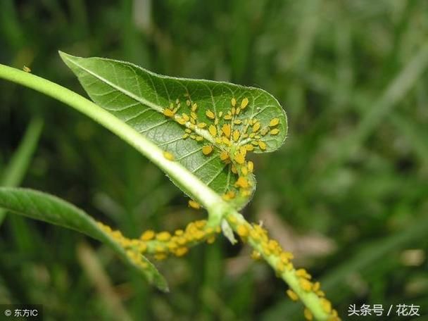 西瓜种植方法教程图片