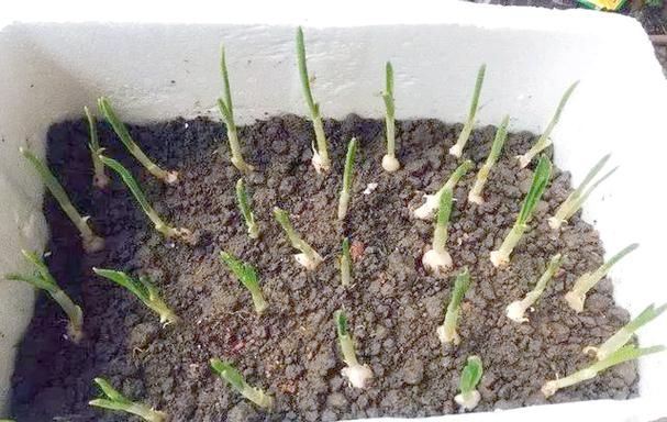 反季节青蒜苗种植技术