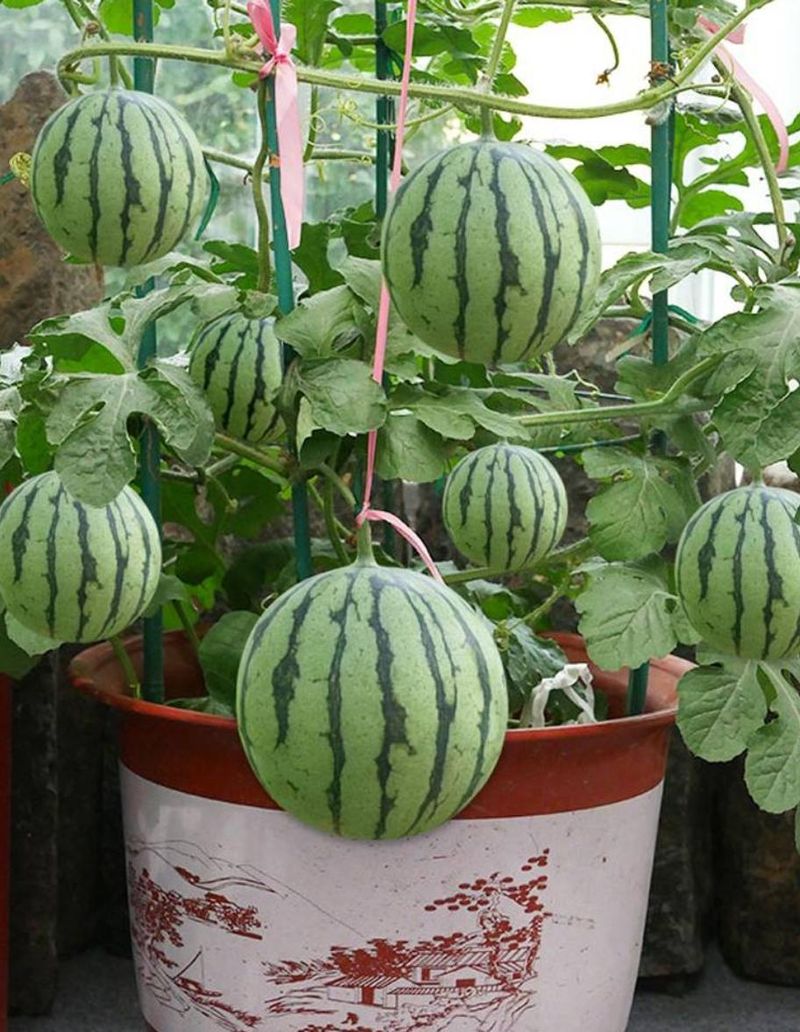 西瓜种植方法教程图片
