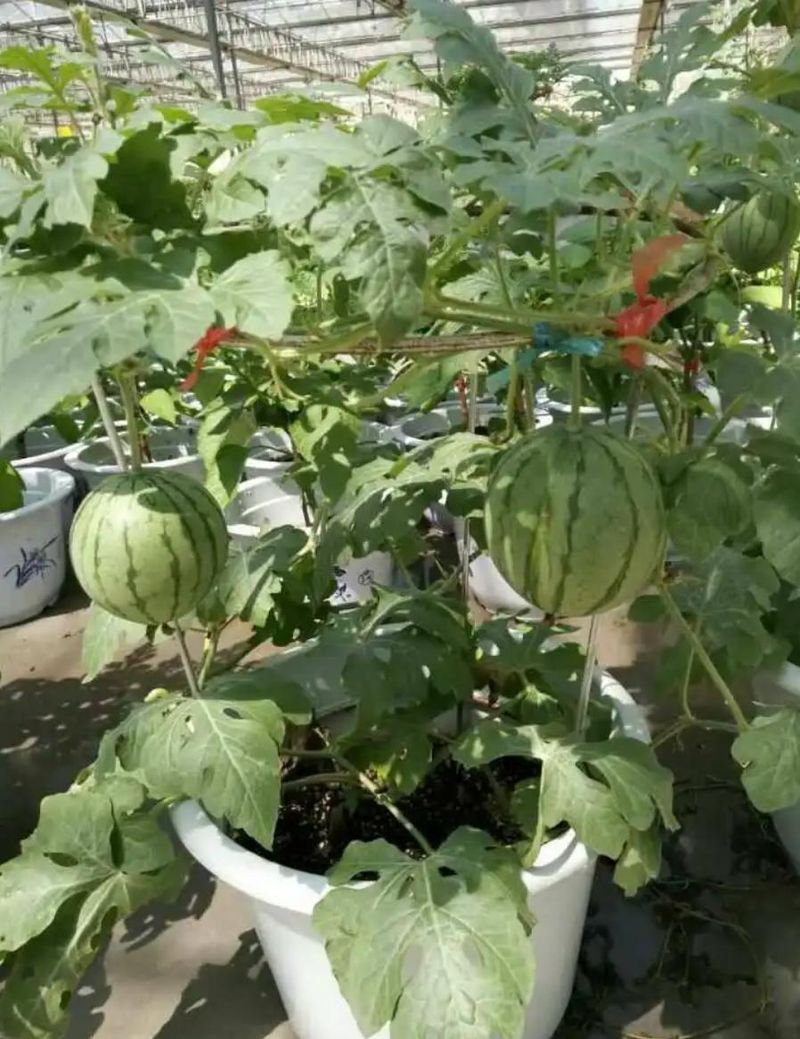 西瓜种植方法教程图片