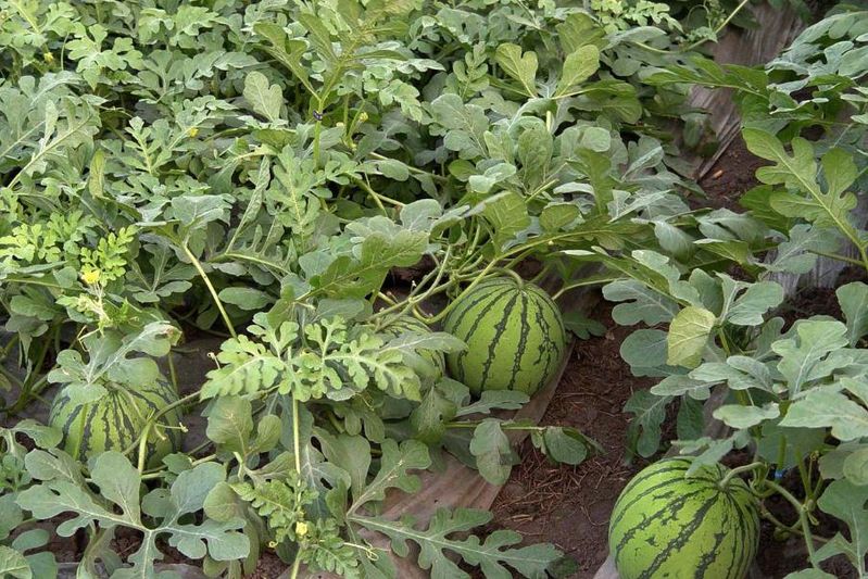 西瓜种植方法教程图片