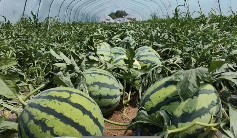 西瓜种植方法教程图片