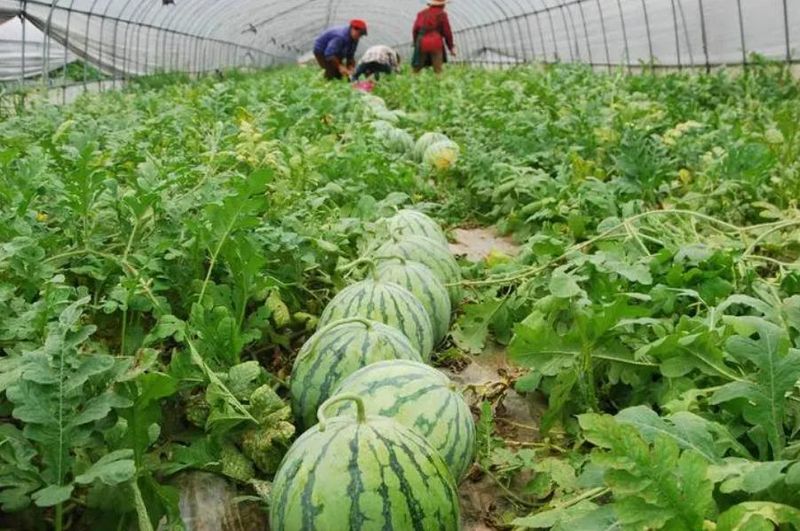 西瓜种植方法教程图片