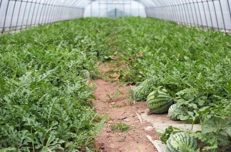 西瓜种植方法教程图片