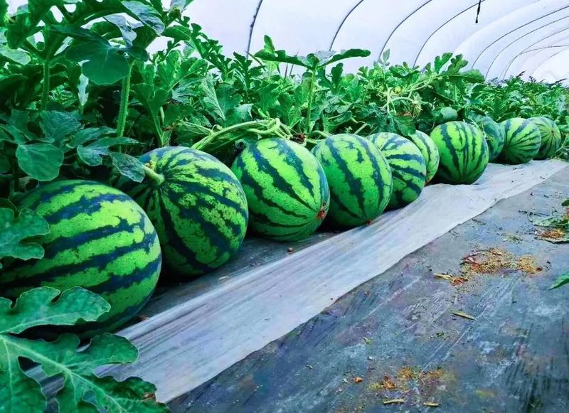 西瓜种植方法教程图片