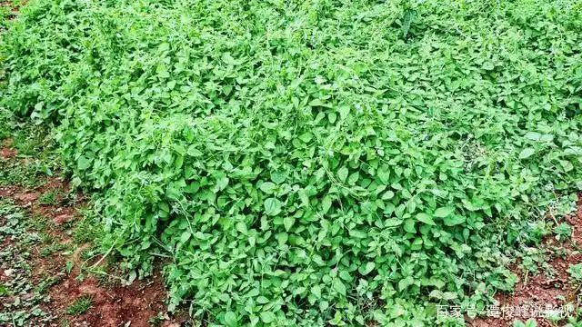 地参种植技术