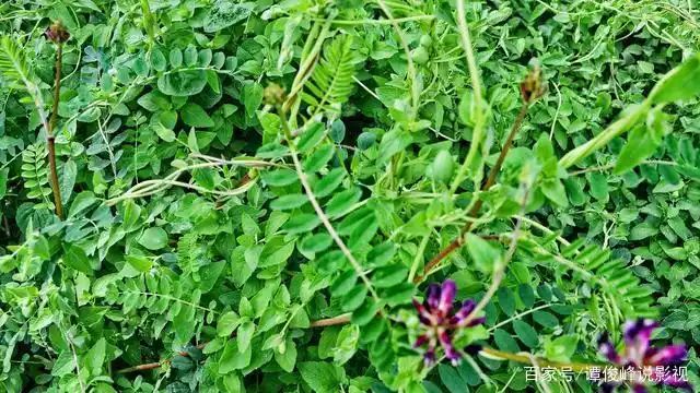 地参种植技术