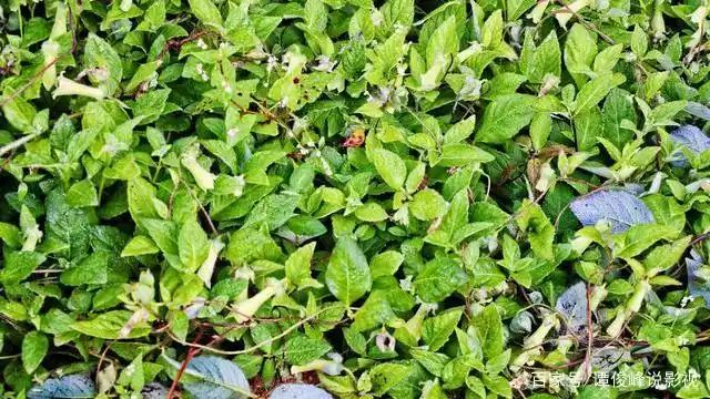 地参种植技术
