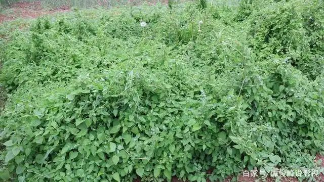 地参种植技术