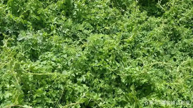 地参种植技术