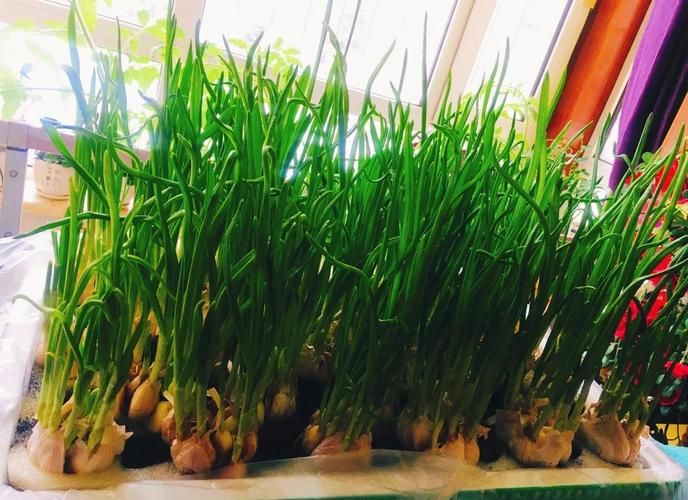 Anti-season garlic seeding techniques